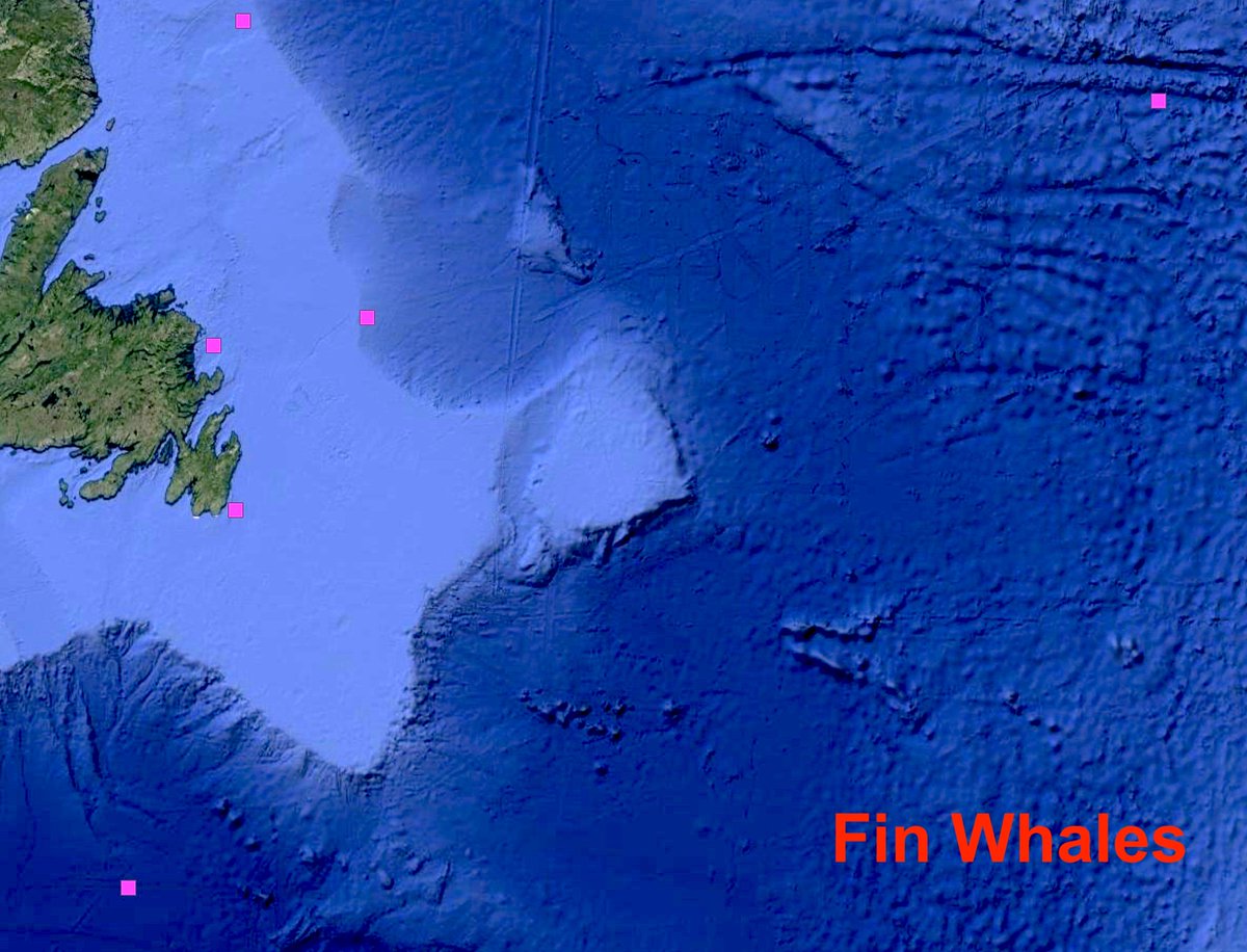 DFO_NL's tweet photo. Whale watching #DFONL style! @drjwlawson &amp; colleagues are tracking fin &amp; humpback #whales they satellite tagged in early August. The whales fed for a few weeks in eastern Newfoundland. Some have moved offshore &amp; a humpback seems to be heading towards the Arctic. https://t.co/fFPtsSy6RV