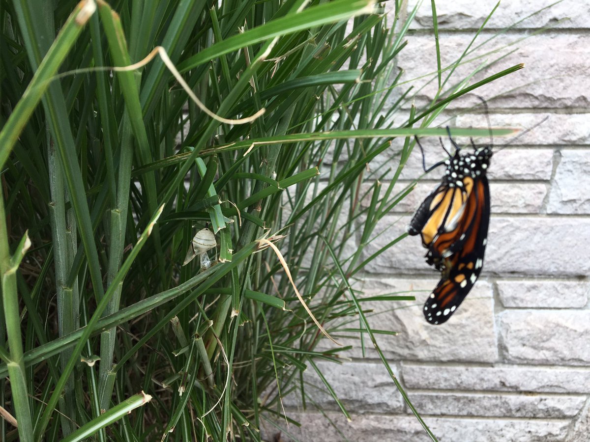 CWCJefferson's tweet image. Another one emerged today.