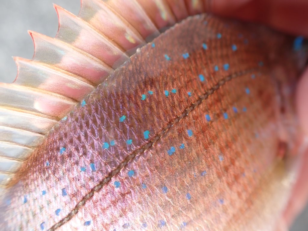 bucephar's tweet image. 悶々なタイ