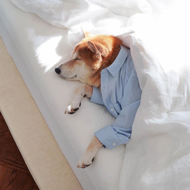 Mensweardog's tweet photo. Welcome to casper cool school βοΈπ€ Swipe left to peek at A+ sleep styles π
#CasperWave #ad https://t.co/zPRGeuUJuj