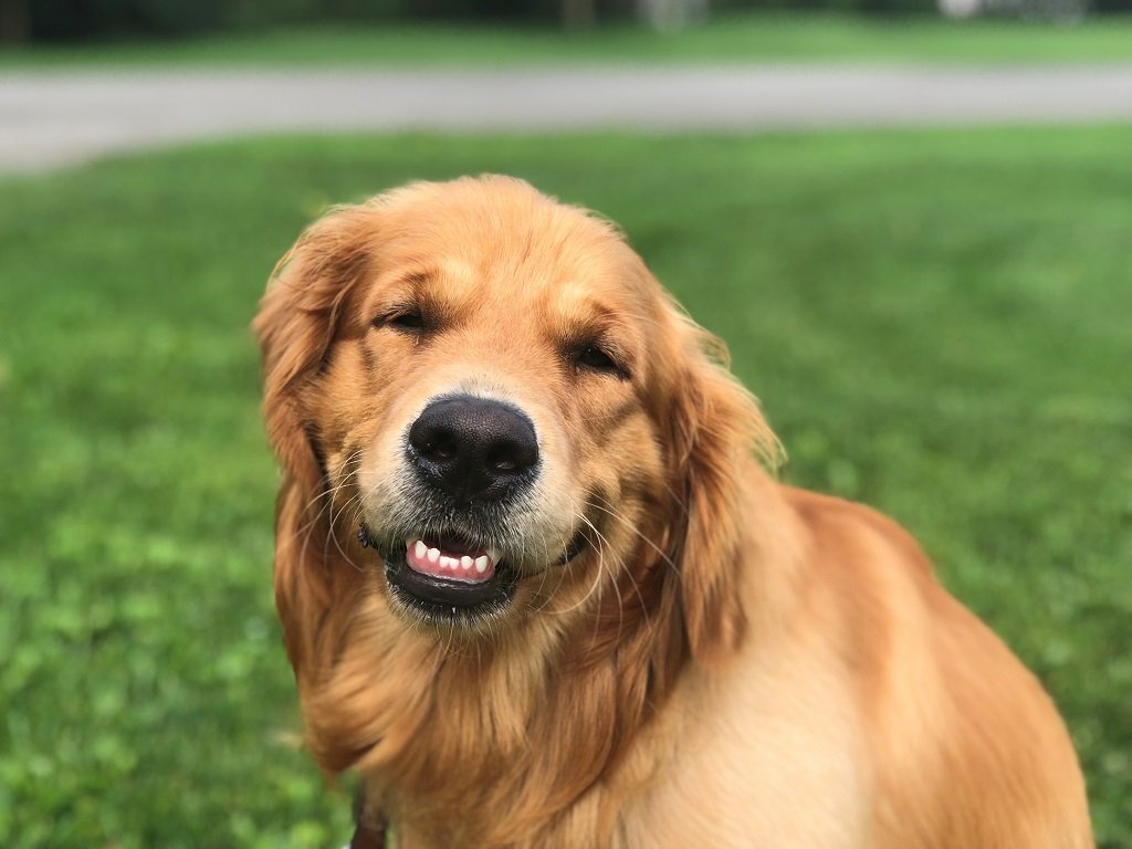 Canadian Guide Dogs for the Blind on Twitter "Can't join us on the