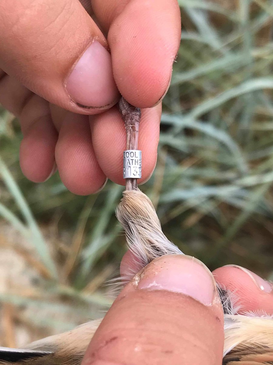 AttilaMarton_'s tweet photo. The first recapture of #ChitucRingingCamp from Greece! #milvusgroup #birdringing https://t.co/y75bgWj2eP