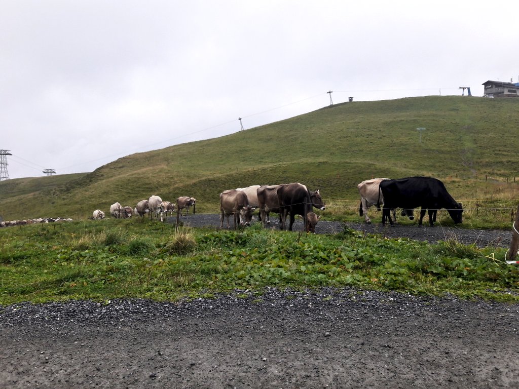 Doctor_Astro's tweet photo. Traffic jam whilst hiking in the rain in #Arosa @Suisse #WeisshornGipfel #DieKuh https://t.co/zXkDUbpKIh