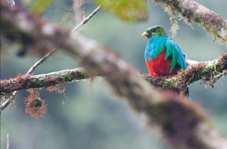 ManuToursPeru_'s tweet photo. THE BIOSPHERE RESERVE MANU offers one of the best jungle experiences below the cloud forests of Peru where you can appreciate the famous Andean cock-of-the-rock – the national bird of Peru.👉 https://t.co/tGtSP60nvy #ManuToursPeru #ManuPark @ManuToursPeru_ https://t.co/uGMXF44uKi
