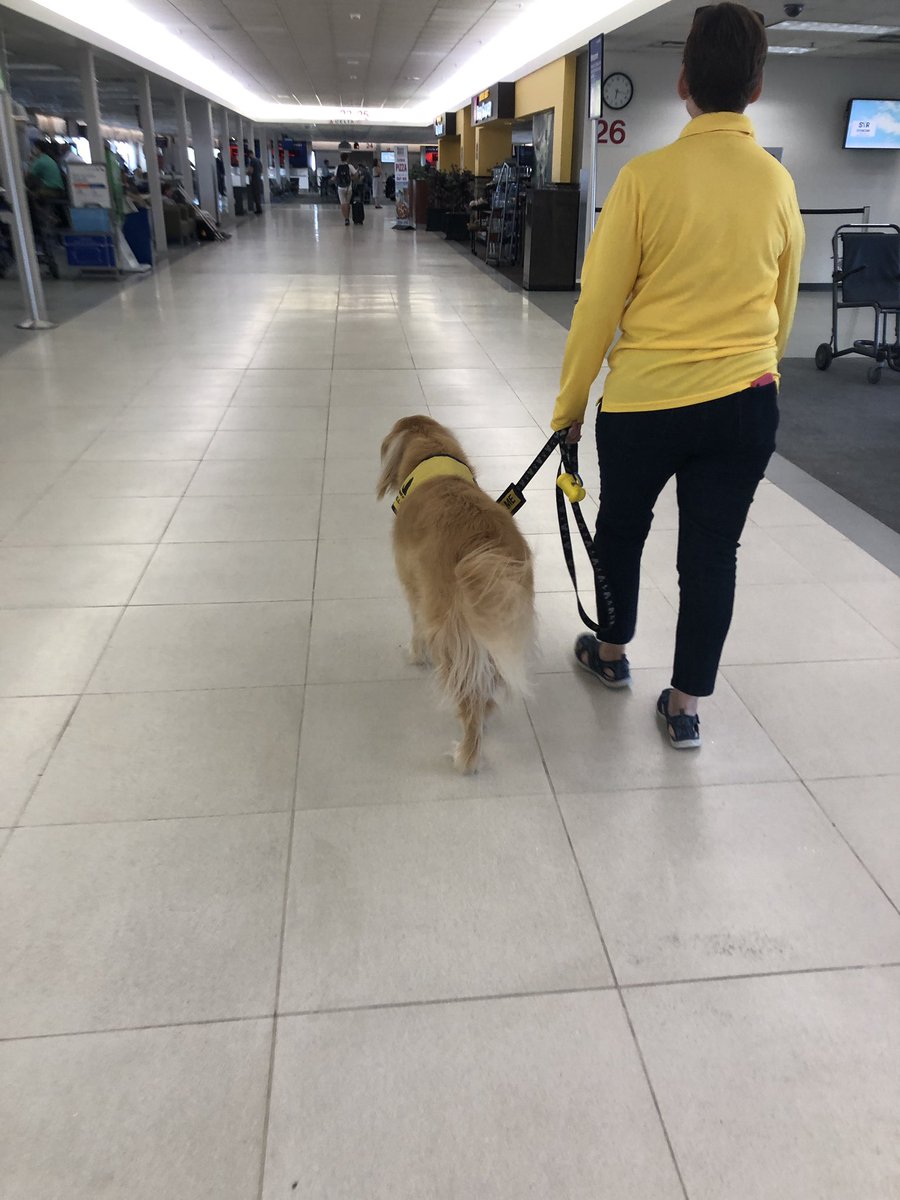 HaleyAbesamis's tweet photo. Ellie, a therapy dog who walks around the airport to greet people waiting for flights. Whoever thought of this idea deserves an award https://t.co/3U9l76Z536