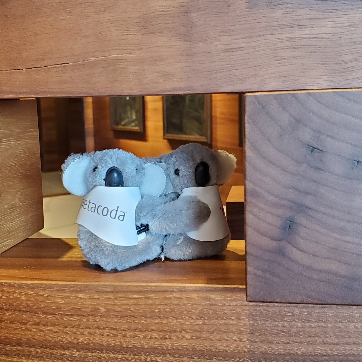 SAS_DataRich's tweet image. These little guys didn't want to be parted so if you have room to adopt two cuddly sweet Koalas. Find a #metacodaKoala keeper to adopt.
#WUSS2019