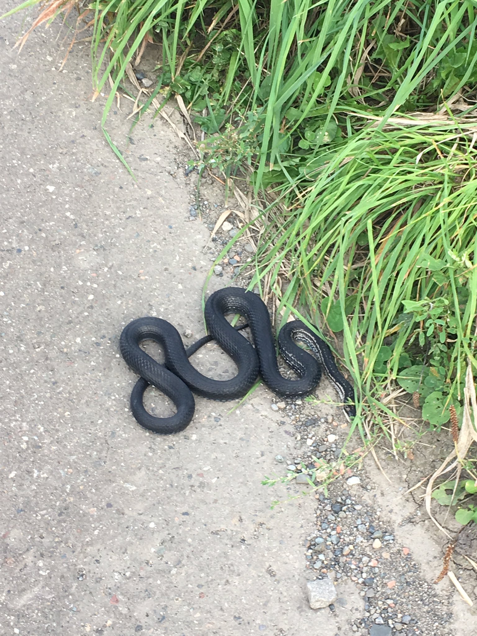 ショーン 真っ黒のアオダイショウさん 初めて見た 突然変異で黒化した蛇のことを カラス蛇 っていうんだね T Co Gmhv23vfis Twitter ショーン 真っ黒のアオダイショウさん 初めて見た 突然変異で黒化した蛇のことを カラス蛇 っていうんだね T Co Gmhv23vfis Twitter