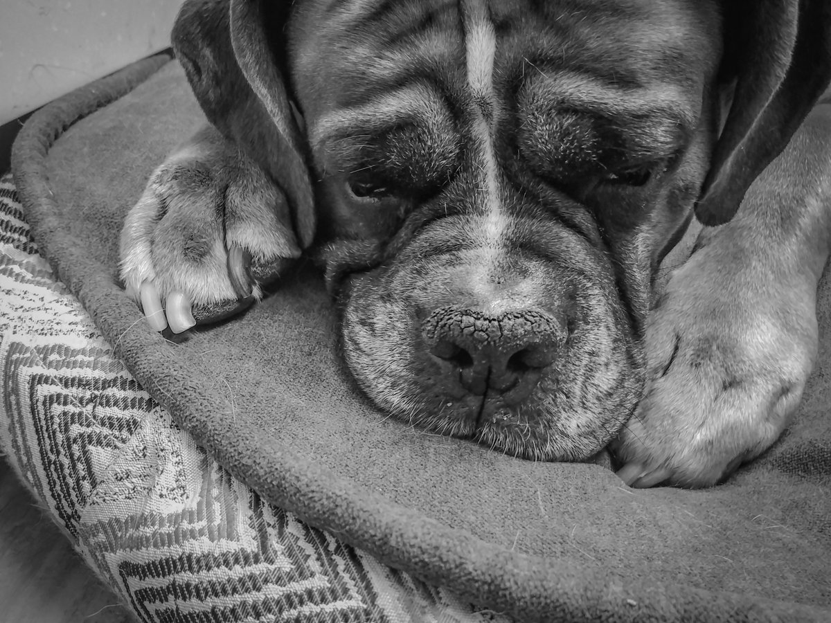 TheDogModel's tweet image. Being blind, growing old &amp;amp; needing insulin 2x a day doesn&apos;t stop me from being loved.

Mum sells creative stuff online to help pay for my meds.

Thanks #SmallBusinesses &amp;amp; #doglovers for your support.

Get an I LOVE poster customized - 

fivesquid.com/101955/create-…

#giftideas