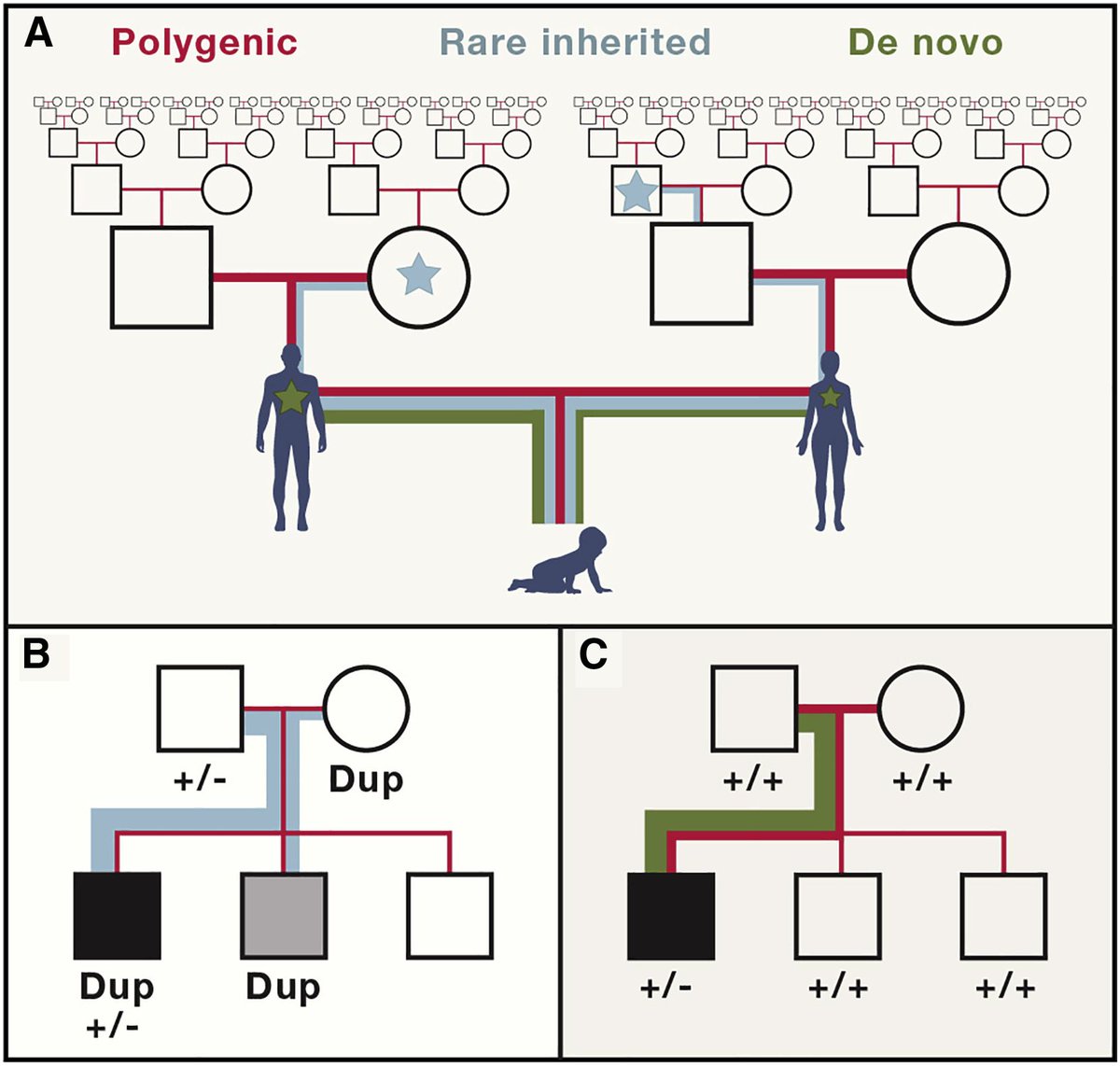 mmw_lmw's tweet image. #Autism | #GeneticArchitecture of Autism Spectrum Disorder #ASD | Forms of Gene Action in ASD | Jonathan Sebat @UCSD @CellCellPress buff.ly/2Lniqtt