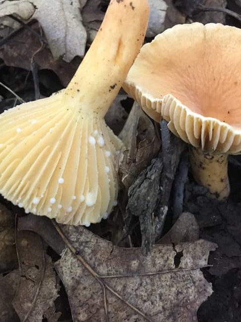 Lactarius hygrophoroides, white milk, mycorrhizal with oaks 
<a href="/LabLankau/">Lankaulab</a> #WomenInSTEM #forest #ForestResearch #ForestWomen #fungi #mushrooms