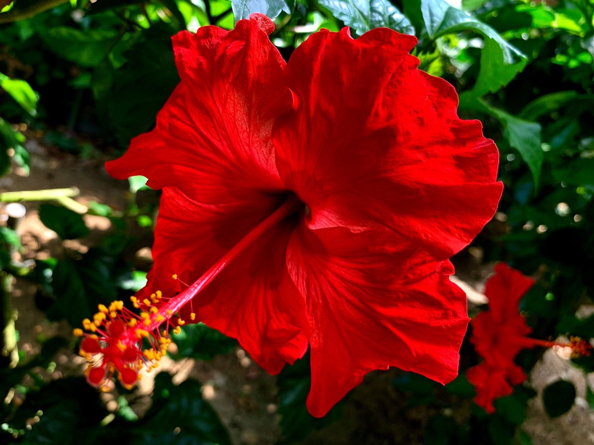 Cloudsailor 星羅の一日一花 ブッソウゲ 仏桑花 仏桑華 扶桑花 沖縄では赤花 ハイビスカスとも言うがハイビスカスは類似のフヨウ属植物を漠然と指す アオイ科フヨウ属 原産地不明 Chinese Hibiscus China Rose Hawaiian Hibiscus Rose Mallow