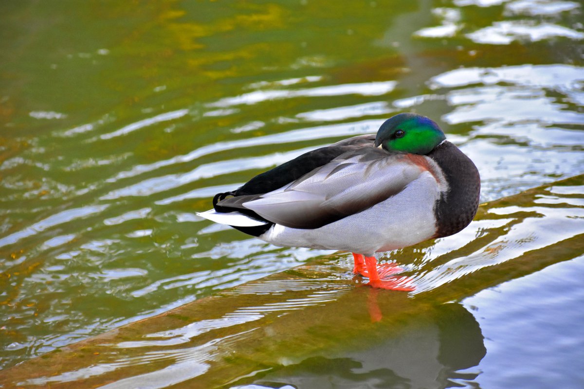 Check out my website for beautiful photography 
#naturephotography  #landscapephotography #photographers  #wildlife