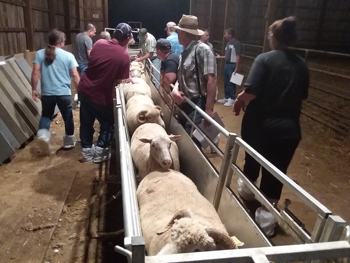 FAMACHA training at DeHart's Lime Ridge Farm in Northumberland County last night!