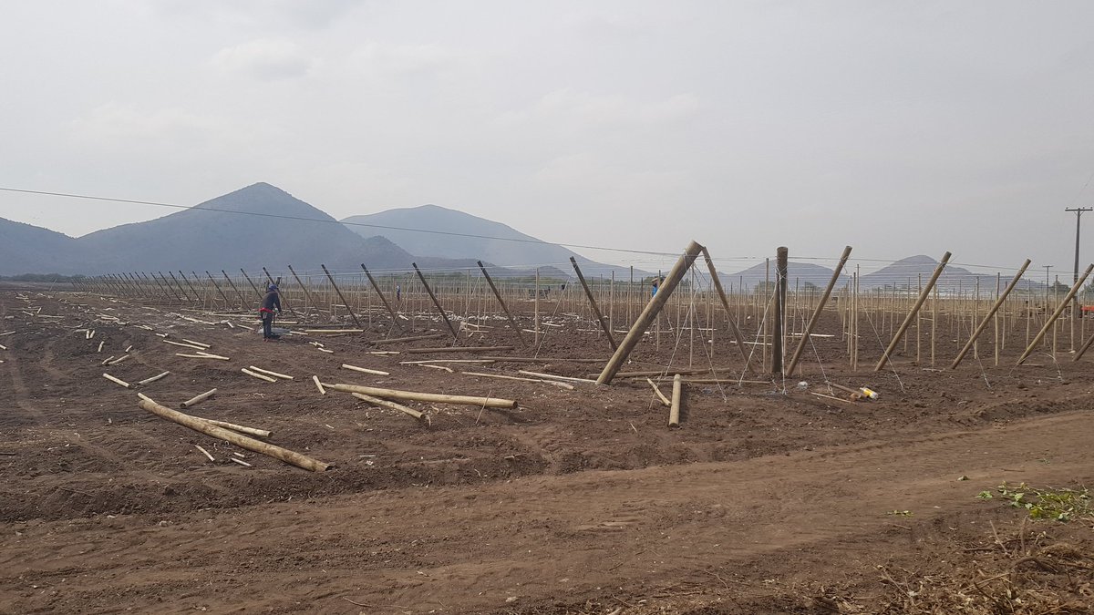 Cerca pero bien aislado. Levantando los parrones donde se plantará el cuartel de patrones GRN para Univiveros.