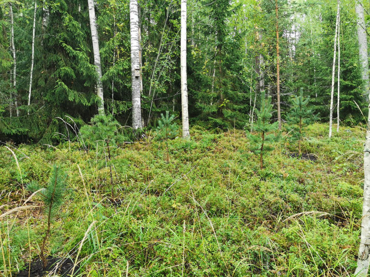 Lähistöllä kaadettiin metsää eritasoliittymän tieltä. Hain muutaman pienen männyn tietyömaalta kotimetsään. pieni #ekoteko ja @kuntoilu vuosipäivän kunniaksi. Jag är inte gammal...