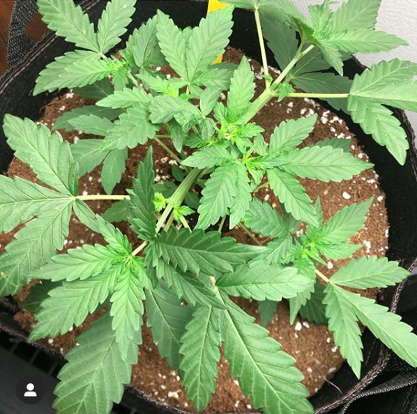 GrowersChoiceUS's tweet photo. Day 27 for @humblerootsmi #CriticalPurple plant. This fan-favorite can help ease anxiety and stress for a good night’s rest! https://t.co/N3NXrvkG6D