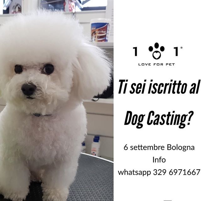 Linea_101's tweet image. Cercasi #dogmodel vi aspettiamo domani al #dogcasting a Bologna #linea101loveforpet ift.tt/2PRgoWO