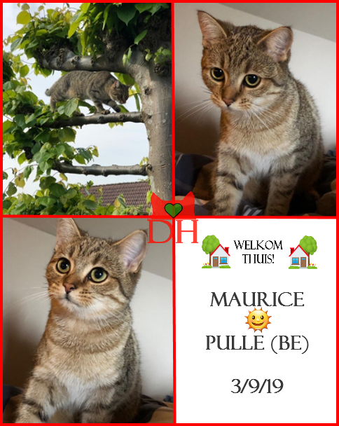 DE_HERENIGING's tweet photo. 🌞 HERENIGD!
KAT MAURICE (chip)
ex-kater, cypers
#PULLE #BE
#DHver 3/9/19
https://t.co/odjNEDA7oJ https://t.co/c3mYx7GmDp