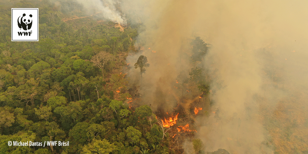 WWFNorthAfrica's tweet image. La forêt Amazonienne assure :
💡6,7 km millions de km² de forêt.
💡Entre 17% et 20% de l'eau de la planète.
💡20% l'oxygène de la planète.
💡10% de la biodiversité mondiale.
#SaveAmazon🙏
#WorldAmazonDay #ActForTheAmazon🌳💚🌲💚🌴
#WWFTunisie 🐼🌍🐼