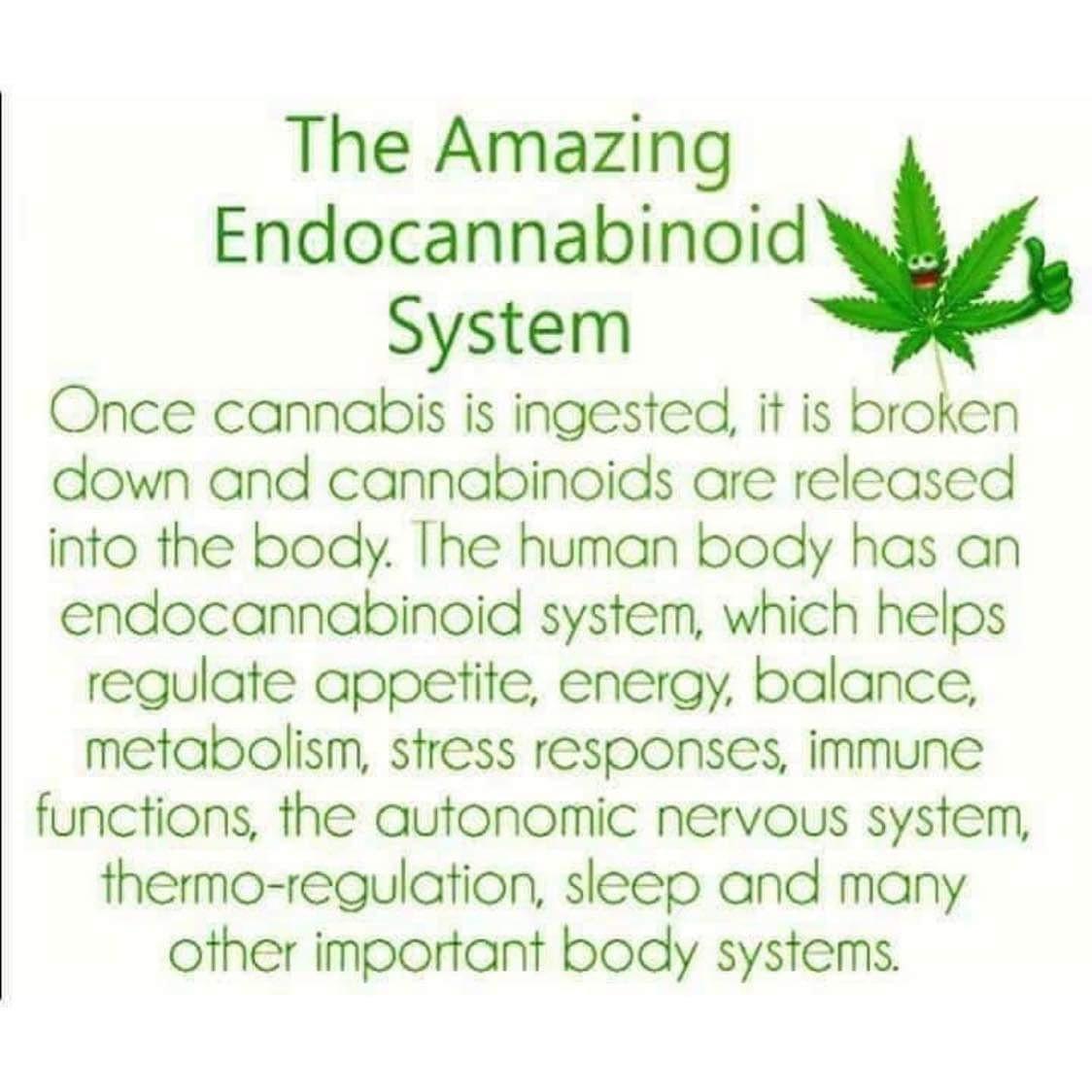 Flpuzzy's tweet image. The Endocannabinoid System. Treat your endocannabinoid system right.
#bodysystem #Bears100 #ThursdayMotivation #GoPackGo #Gears5 #DorianNC #NFL100 #PCAs #TrumpSharpie #contrapoints #treatyourself