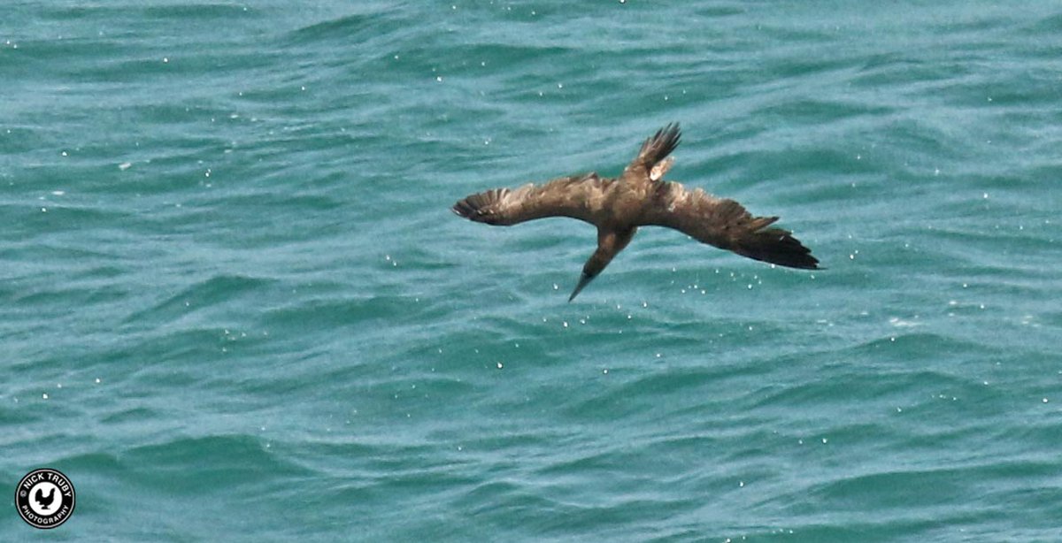 old_caley's tweet photo. Brown Booby dive shots from Wednesday. Lucky that it came close into cliffs to fish! https://t.co/STcBGEm730 My #260th bird of the year. @BirdGuides @RareBirdAlertUK @SeabirdCentre @cwlbirds @RSPBSouthWest https://t.co/kxtswTOCrm
