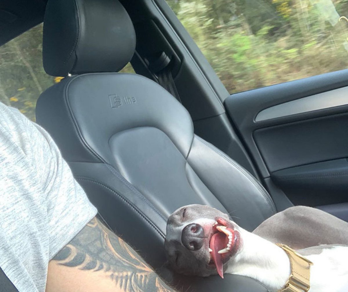 issoeomundo's tweet photo. Imagens de Cachorros Tirando um Cochilo
https://t.co/IaabCpZpdY
#cachorros #pets #imagem #fotos #fotografia #issoeomundo #dormir #jornal #Curiosidades #jornalismoprofissional #mundo #brasil #animal #tudo @issoeomundo https://t.co/eDRKx3BlEb