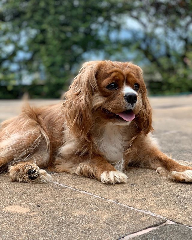 techsantos's tweet photo. Nala “La Nalis” Santos manda saludos ✌🏼🦁 📸: iPhone XS Max •
•
•
#techsantos #tech #tecnologia #technology #techy #techies #techie #techaddict #techyoutuber #techlife #techaccessories #techmexico #techblog #techworld #techinfluencer #techfluence… https://t.co/7Gp54TvvnU https://t.co/JhBUvjpG8B