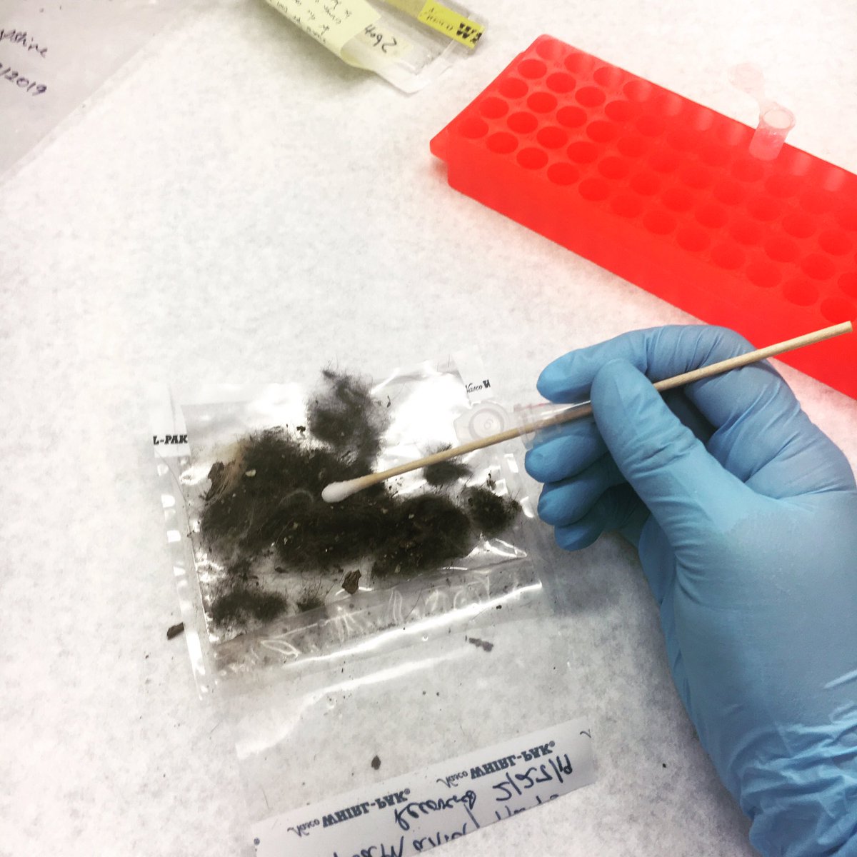 WildGenomics's tweet photo. Whoooo ate the skunk? We collected DNA from an owl pellet from @wvdnr to see if a great horned owl or barred owl ate the spotted skunk. @wvudavis #greathornedowl #barredowl #spottedskunk #conservationgenetics https://t.co/BEZNMtgA4o