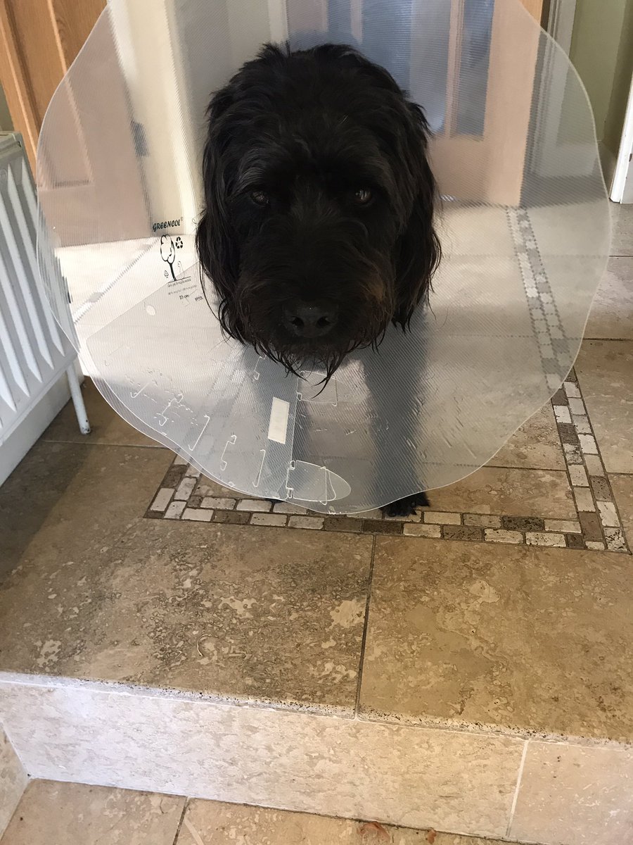katymeturner's tweet photo. My little dog is not a happy bunny #ConeOfShame #SorePaws https://t.co/fo3n16gfDl