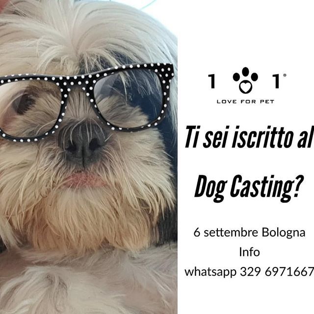 portamiconteinf's tweet image. #dogcasting domani 6 settembre per #dogmodel ift.tt/2LmOkWV