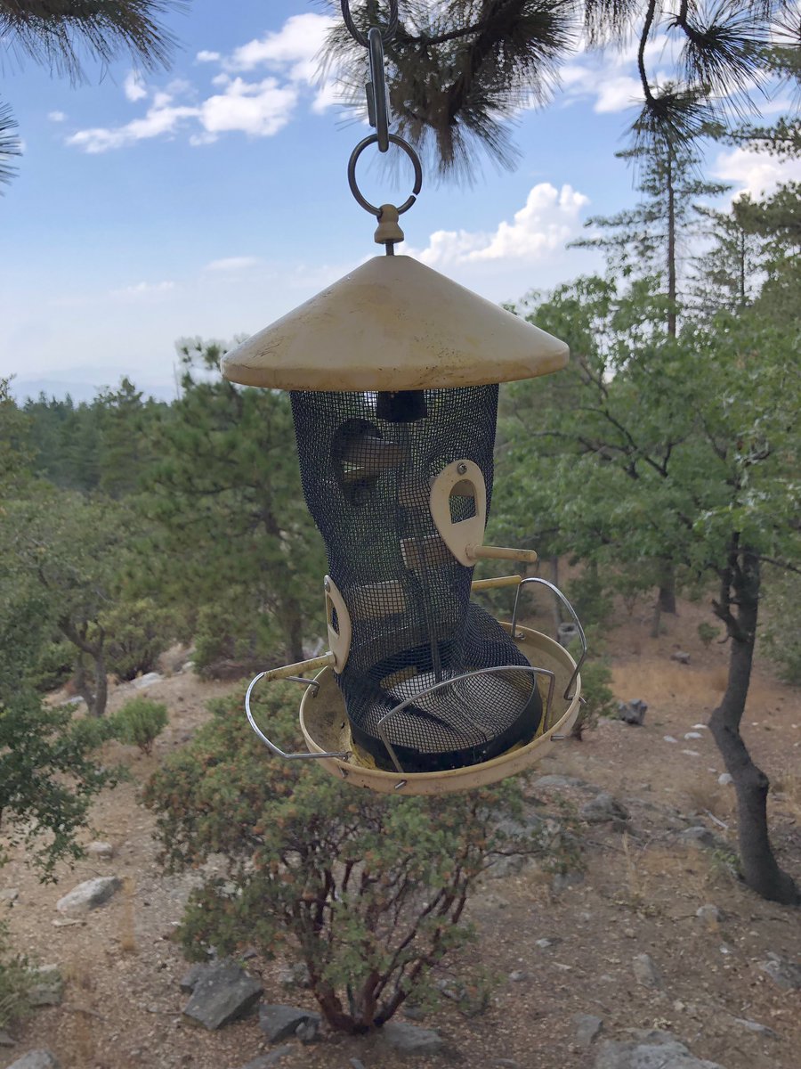 Andy Ridgwell On Twitter Welcome Home From The Bear Who Has