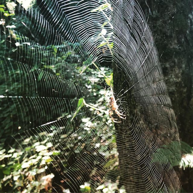 Happy hunting Mr. Spyder.