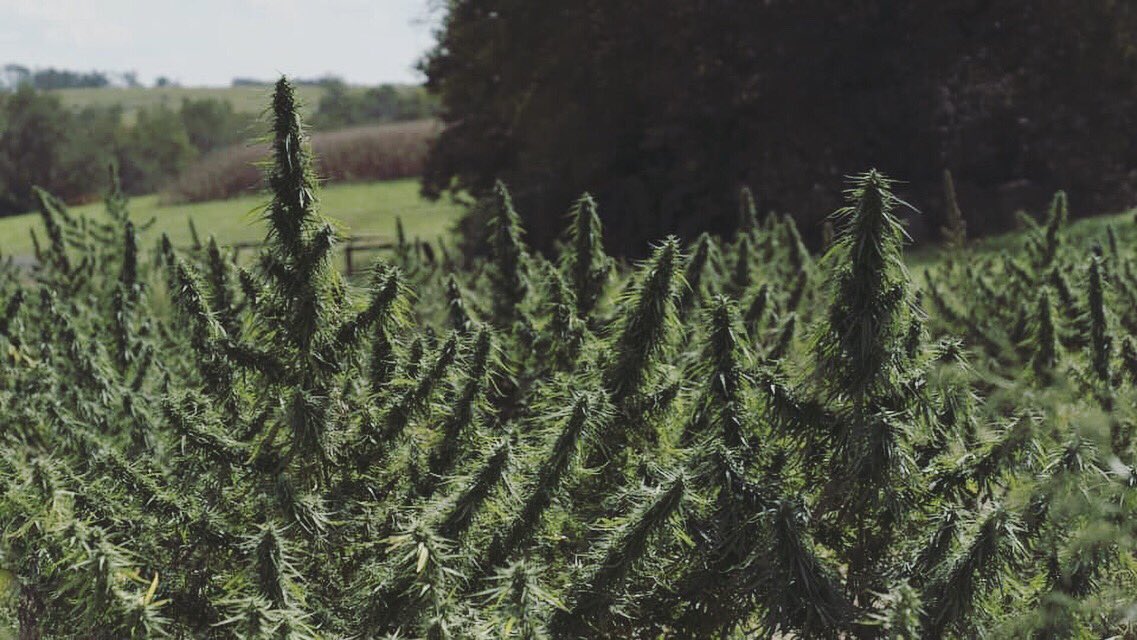 ChattanoogaBot1's tweet photo. Don’t miss out Hemp Harvest event on September 19 @ 6:30PM! We promise you won’t regret it... https://t.co/Db3eUHWP3Y #hemp #hempfarmers #hempfield #hempfarming #hempfarm #tnhempfarmers #tnhemp #tnhempfarmer #hempfarmer #familyowned #familyownedandoperated #familyownedfarm https://t.co/egI217sbEw