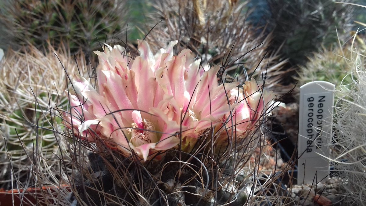 Sussexcactisuc1's tweet photo. Littlehampton @CactusSucculent Branch is looking forward to welcoming Graham Evans, who will be talking on the genus Eriosyce. Monday 9th September, 7.30pm at St. Joseph's Church Hall, Rustington BN16 3BE #sussexcacti #bcss #cactusclub #eriosyce #cacti #succulents #littlehampton https://t.co/5QRwgKke5O