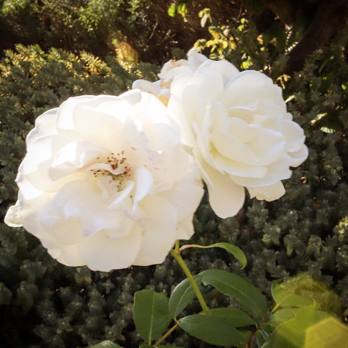 Spacefrog29's tweet photo. Page 248 of 365, they don’t come much blowsier than these gorgeous roses #whiteroses #establishedgardens #blowsy #roses #GardenersWorld https://t.co/I8wOjT0Zuc