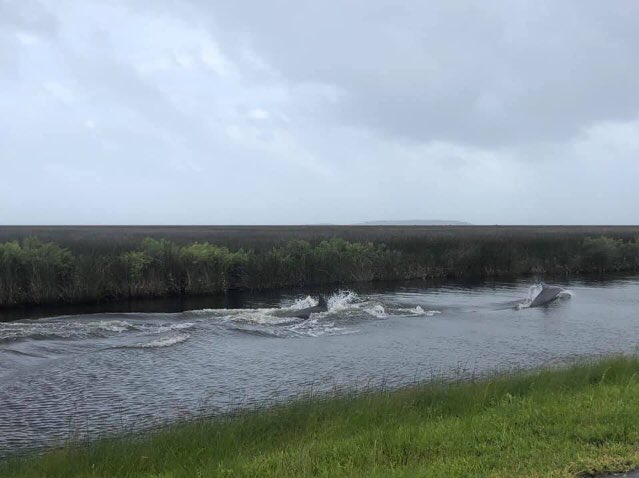 BoatWindowFrame's tweet image. Cedar Island... Porpoises in the canal on the Marsh Road in Cedar Island 9/5/19 Photo credit: Faith Ann Piner Styron