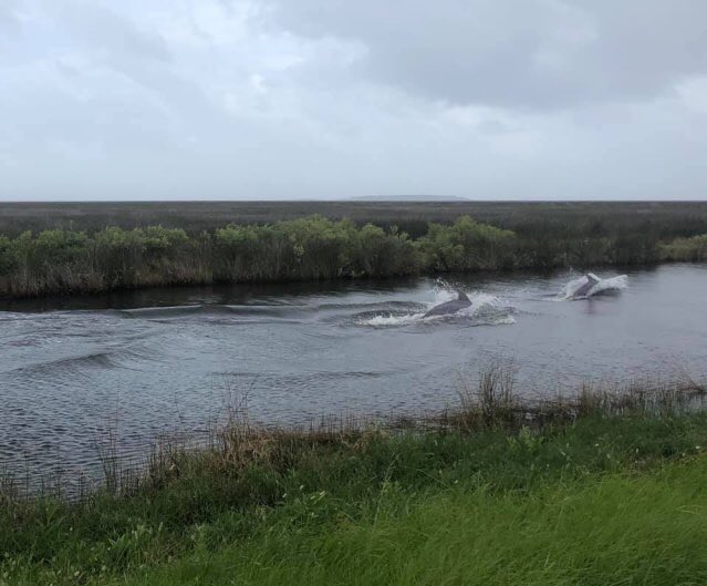 BoatWindowFrame's tweet image. Cedar Island... Porpoises in the canal on the Marsh Road in Cedar Island 9/5/19 Photo credit: Faith Ann Piner Styron
