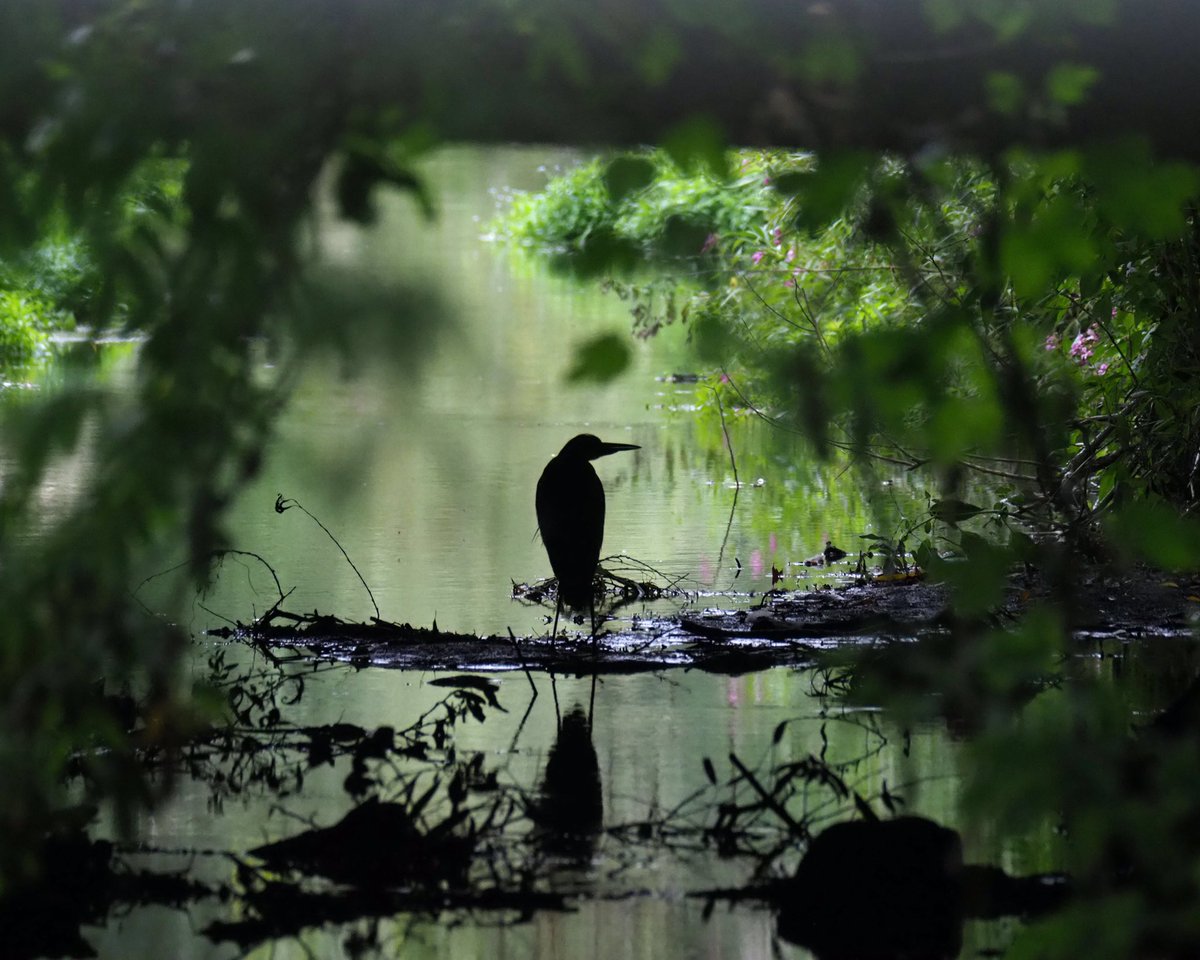 Heron resting under the A2, as you do! A peaceful scene despite the traffic whizzing by on the bridge above 💚#heron #birding #nature #wildlife #bexley #crayford @HallPlaceBexley @HallPlaceHiders @Team4Nature @BexleyBirding @RSPBUrban @Natures_Voice