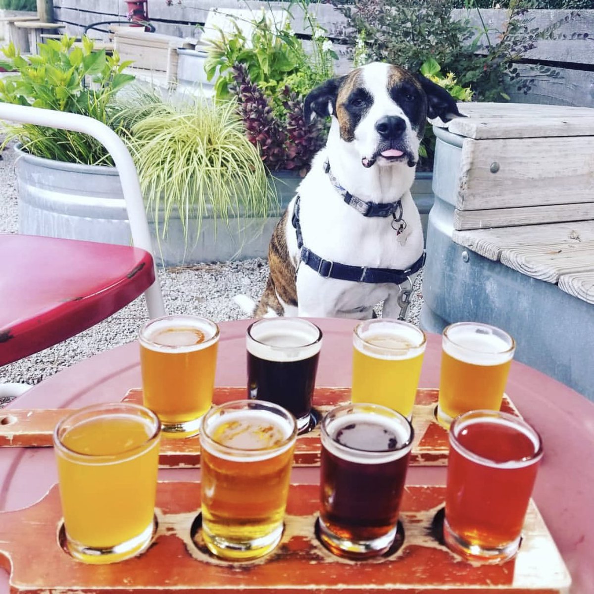 lynnwoodbrewing's tweet photo. When your dog is indecisive so he decides to try them all. 🌈🍺 #DogsOfLBC #BrewedOutBack https://t.co/AiLKgfEm5x