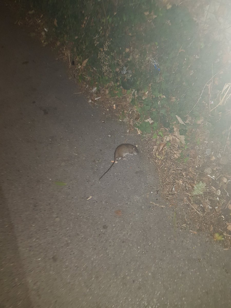 Bad Service News tweet media