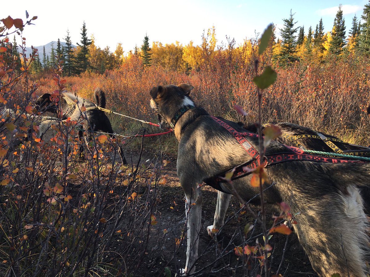 HuskyHomestead's tweet photo. Fall colors have arrived, and they are stunning!!! Pita, Noche, Hombre, and Twister make up the front half of the team on this morning's run.
.
.
.
#huskyhomestead #denali #alaska #denalidestination #travelalaska #alaskanhusky #sleddog #redpaw #fall #fallcolors #fallindenali https://t.co/OiUyXGSKYM