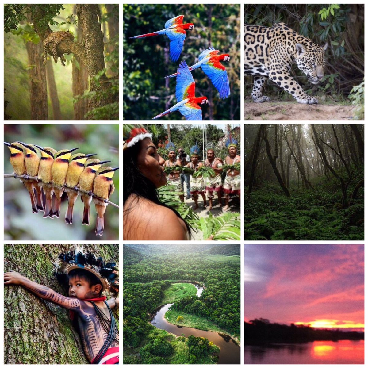 albert_cunill's tweet image. This wonders are the Amazon !

Aquestes meravelles són l’Amazones !

#SaveThePlanet
#AmazonasSOS
#Amazonie
💚💚💚

@eoff_sylvia @duckylemon @mhall55nine @mervalls @batznatz @marialves53 @ampomata @GerberArancio @marmelyr @albertopetro2 @meier_rosemary @olgatuleninova @BrindusaB1