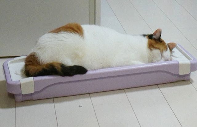 Mibu67777's tweet photo. 題名「爪研ぎで眠る猫」
#猫#ねこ#ネコ#cat#キジトラ
#三毛猫#猫バカ#にゃんこ#保護猫#petsofinstagram#we_love_cats#catstagram
#pet#mofmo#excellent_cats https://t.co/GtNuINfoN4