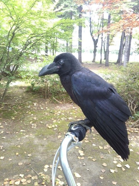 第7回 カラスの日だよ カラス祭り 19 2ページ目 Togetter