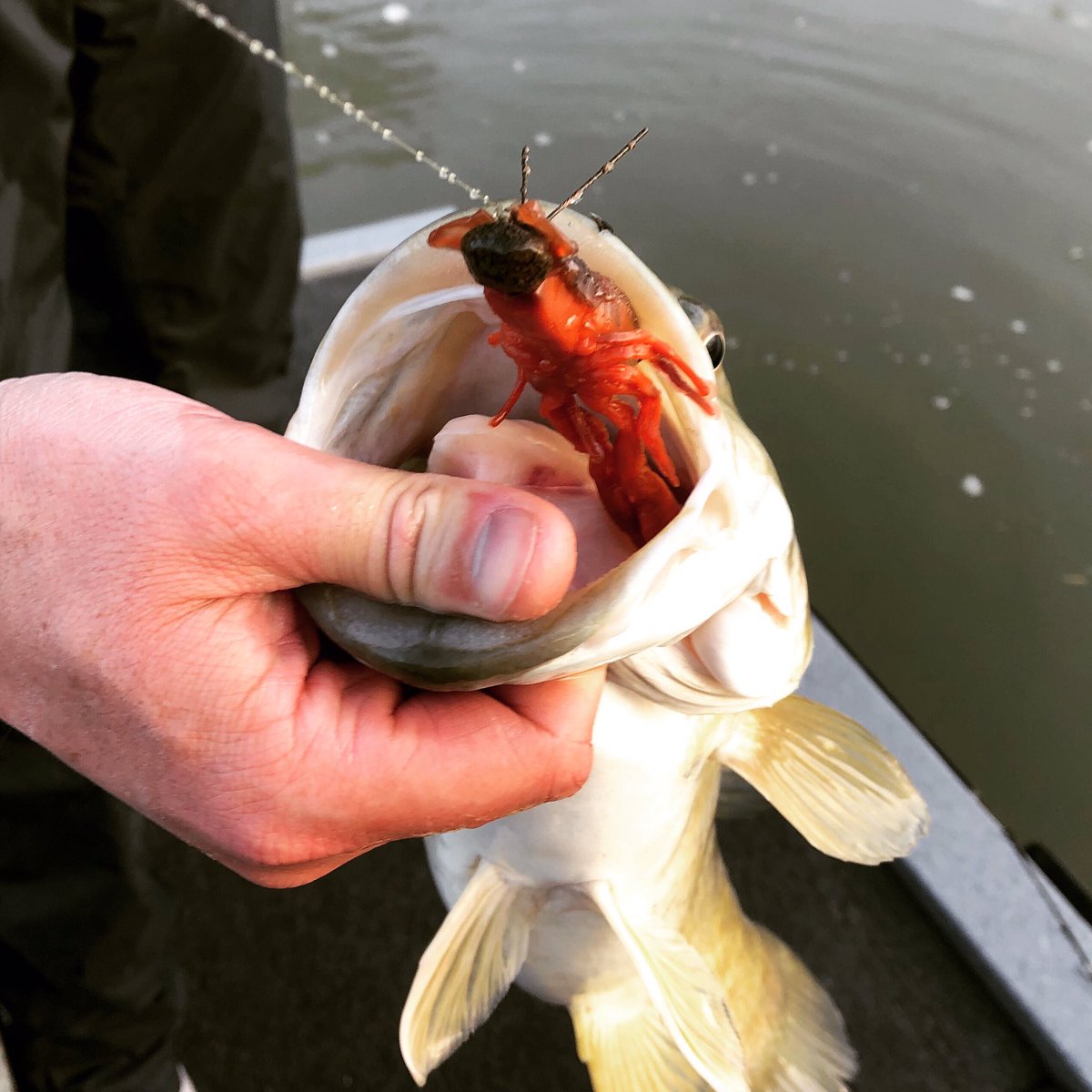TackleHD's tweet photo. Those big girls can’t resist that Brown & Orange #HiDefCraw! What’s your favorite color?!?!
#TackleHD #BrownAndOrange #HiDefCraw #StealthHDJighead #SmallmouthBass #RiverSmallies #Ozarks #BigFish #BigBass #20incher #BassFishing #RiverPro https://t.co/cuM4WQ2nfr