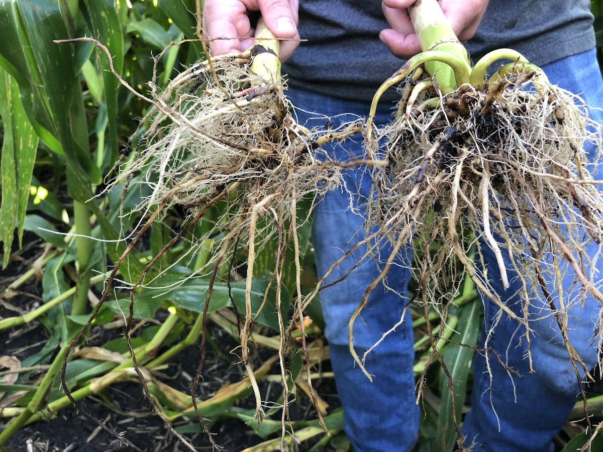 MLSchultzie's tweet photo. A very concerning amount of corn rootworm feeding has occurred this growing season in MN. #AgrisureDuracade hybrids have a newly approved MOA against this pest that >98% of corn acres have not seen before. Start planning for increased pressure next year! #NKSeeds #RotateTheTrait https://t.co/Bg8hABbibw