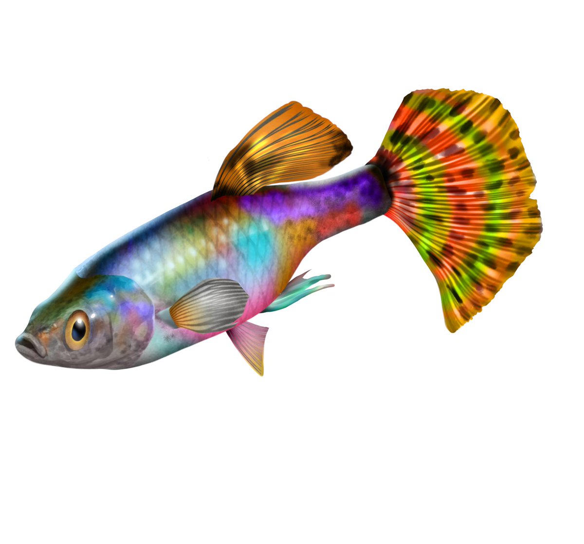 池の水ぜんぶ抜く大作戦 The Game お魚紹介 今回のお魚は グッピー です イギリスの植物学者グッピーによって発見されたお魚です 和名は ニジメダカ です 古くから熱帯魚として広く親しまれ 日本にも帰化している外来種です 沖縄県や