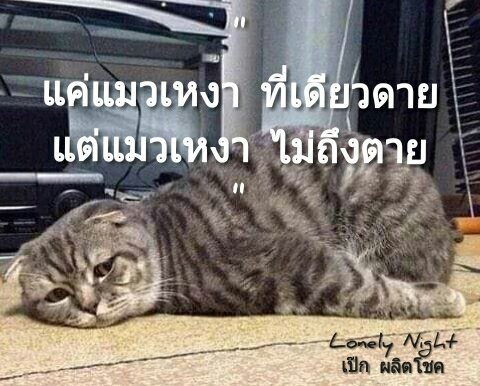 JeepbyJeep's tweet photo. เจ้าทาส พี่เหงา..

https://t.co/1A8rGog2I1
#LonelyNight  #ทาสแมว https://t.co/JB7DI5Ewym