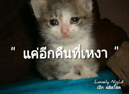JeepbyJeep's tweet photo. แม๊รรรรร~ หนูเหงาาา
.
.
😭
https://t.co/1A8rGog2I1

#ทาสแมว #LonelyNight https://t.co/zjc7jebkbs