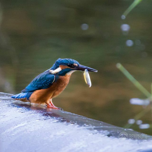 Bengybenjamin's tweet photo. One of my favourite birds. Lovely morning chilling with this colourful dude whilst he ate breakfast 🐟😁
#kingfisher #lake #birdphotography #birdstagram #riverside #autumn #fish #rspb #igbirds #ukcountryside #countrylife #countryside #grass  #amazing #… https://t.co/sC0U7Td7eX https://t.co/PbGnrlhB1L